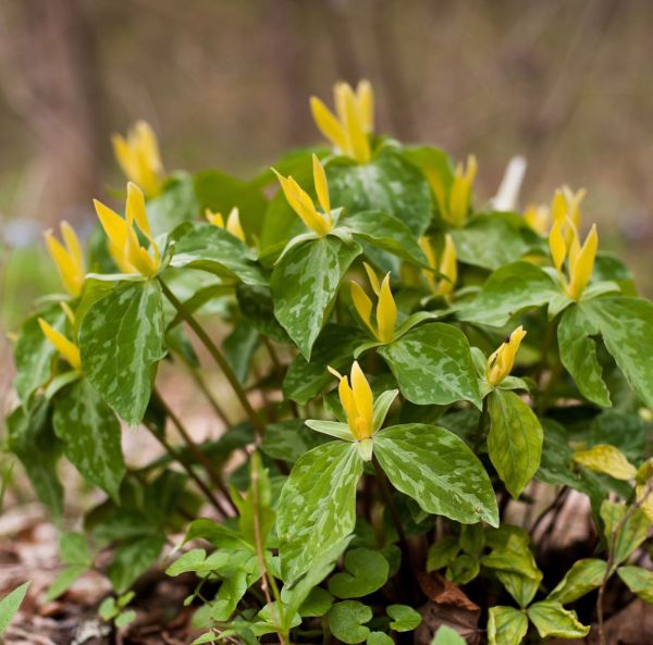 Kolmilehti - Juurakko